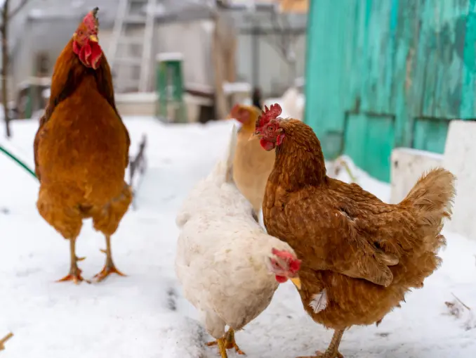 hens and rooster in wintertime