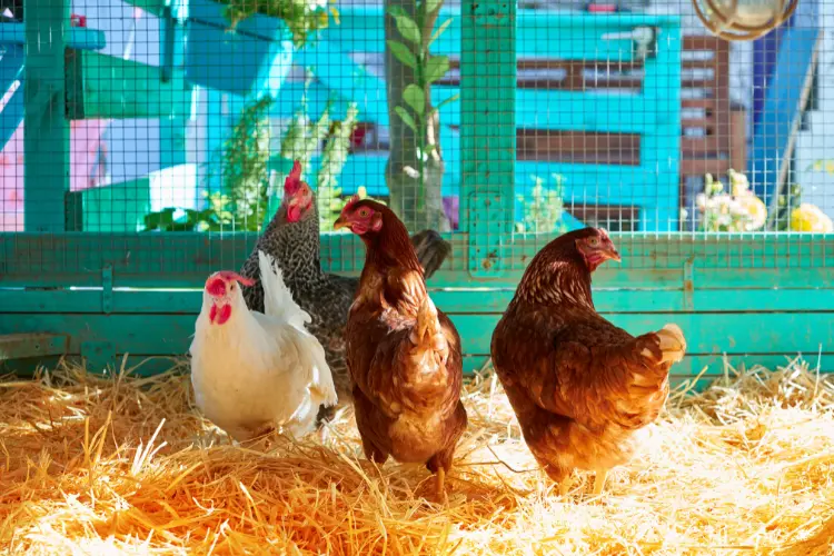 hens in the chicken coop