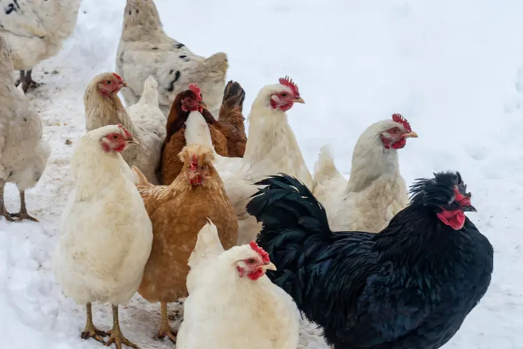 hens in wintertime