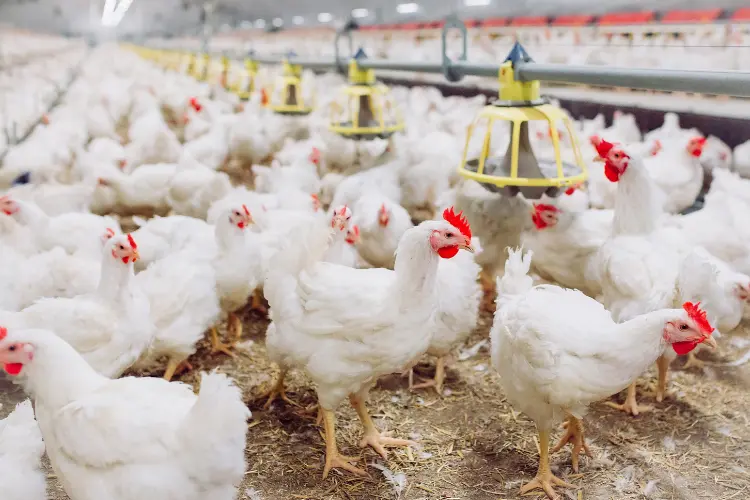 indoor chicken farm