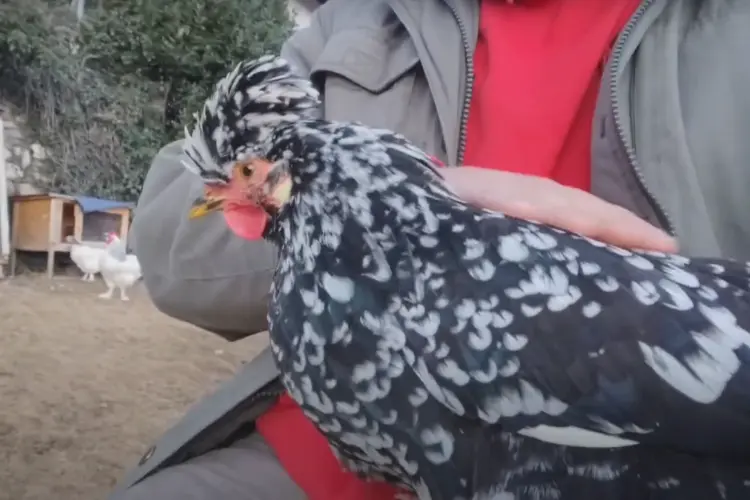 man holding a Swedish Flower Hen