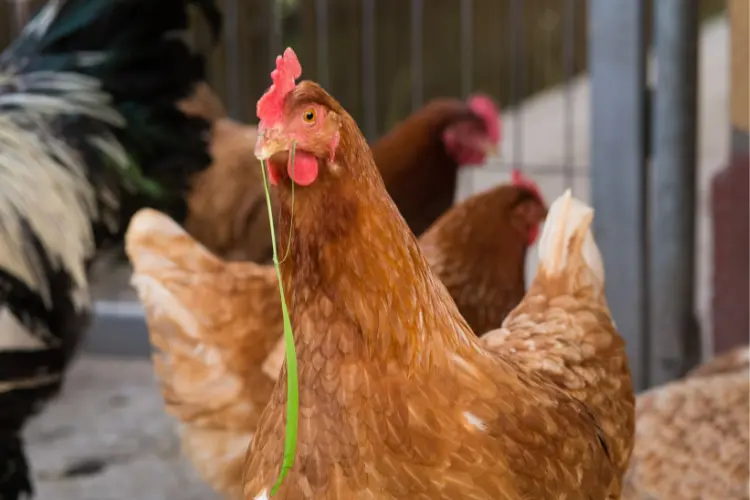 meat-raised chicken