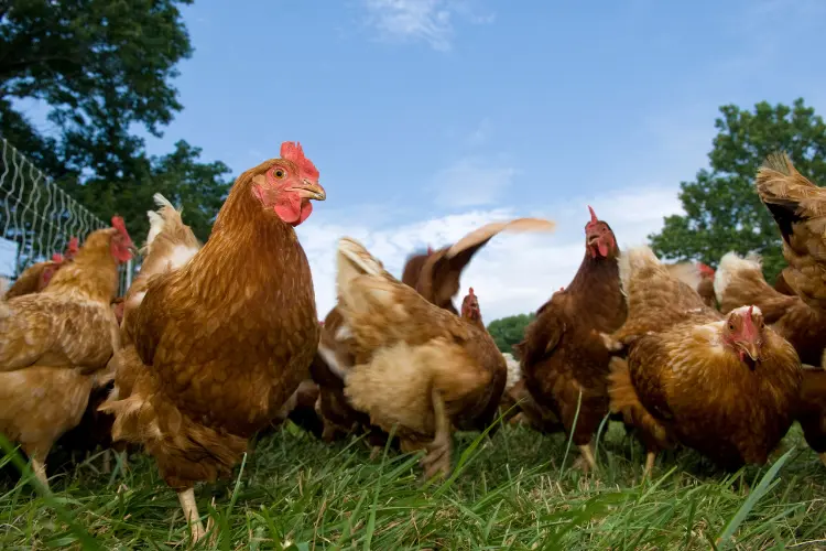 meat-raised chickens in the farm