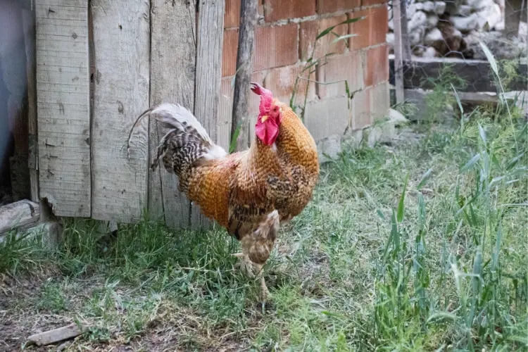 rooster in the farm