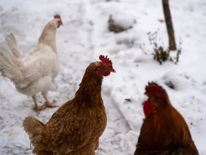 three chickens in wintertime