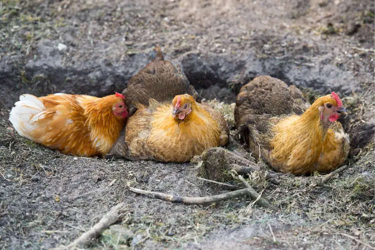 three hens doing dust bathing
