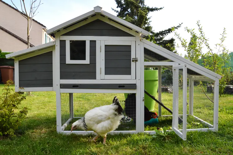 two hens in a chicken coop