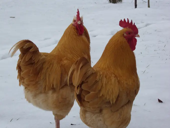 two roosters in winter
