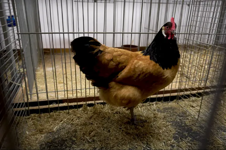 A Vorwerk Chicken in a cage