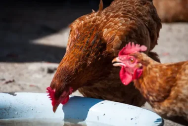 How Many Days Can Chickens Survive Without Water and Food
