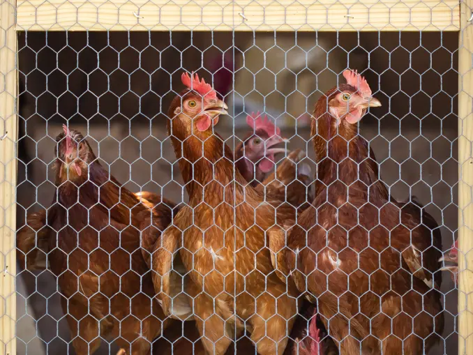 How to Predator-Proof Your Chicken Coop on a Budget