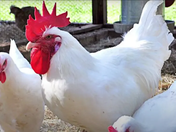 Ultimate Guide to Raising American Bresse Chicken