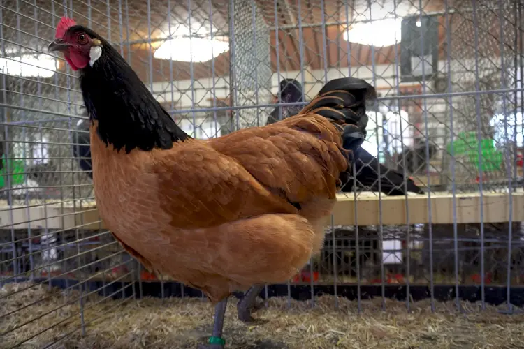 Vorwerk hen in a cage