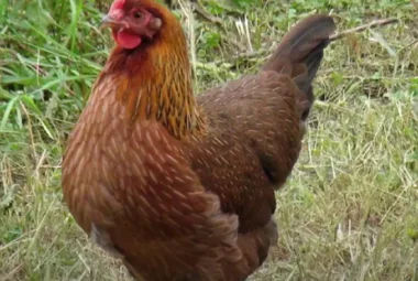Welsummer Chicken Breed Profile Everything You Need to Know