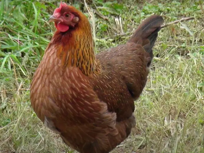 Welsummer Chicken Breed Profile Everything You Need to Know