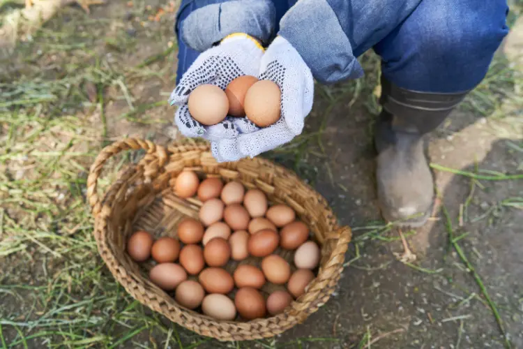 chicken eggs in the basket