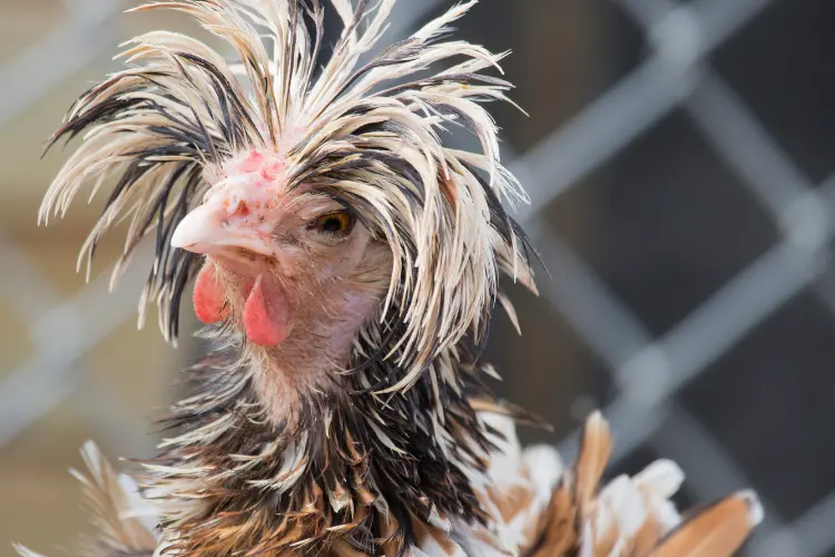 chicken for poultry show