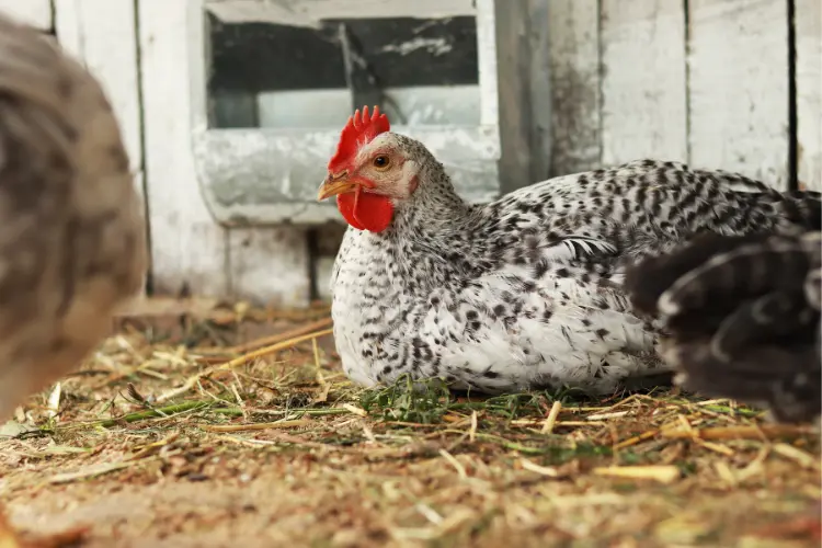 chicken in the coop