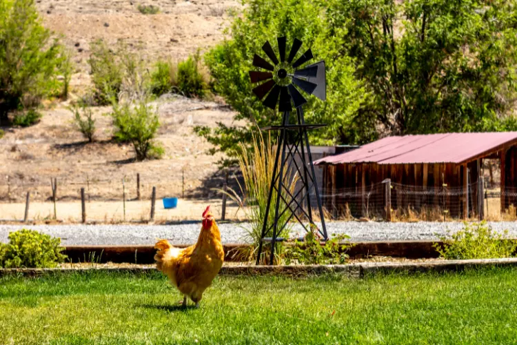 chicken in the farm