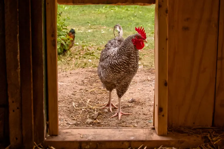 chicken standing in the coop door