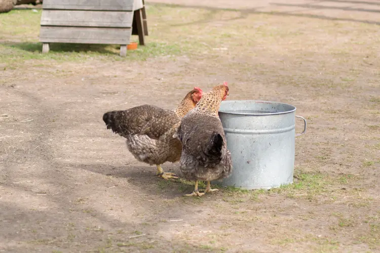 chickens drinking in a bucket of water