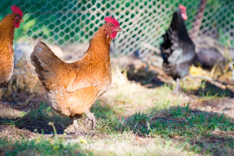 chickens in their run