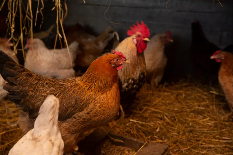 chickens inside a coop