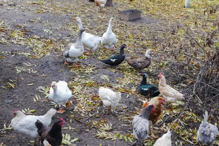 ducks and chickens in run