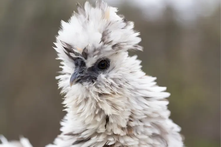 frizzle silkie chicken