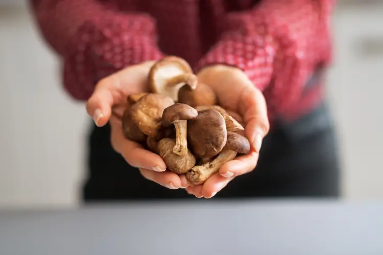 mushrooms in the hand of a woman