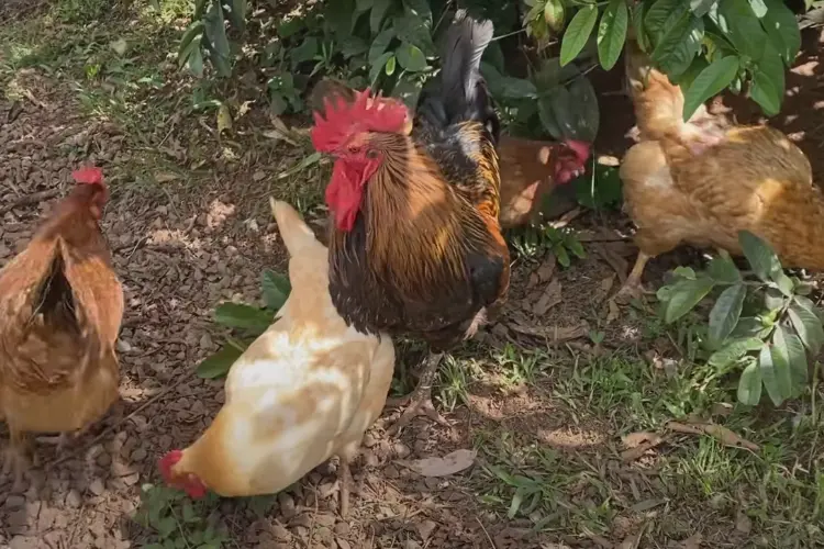 welsummer hens and a rooster in the farm