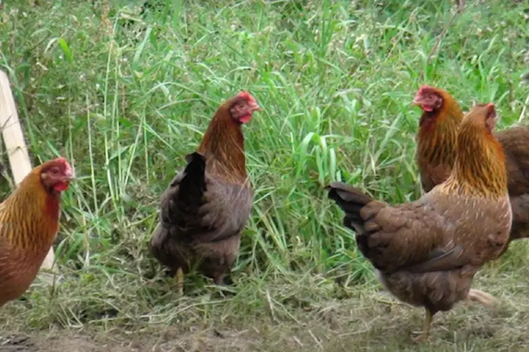 welsummer hens in the farm