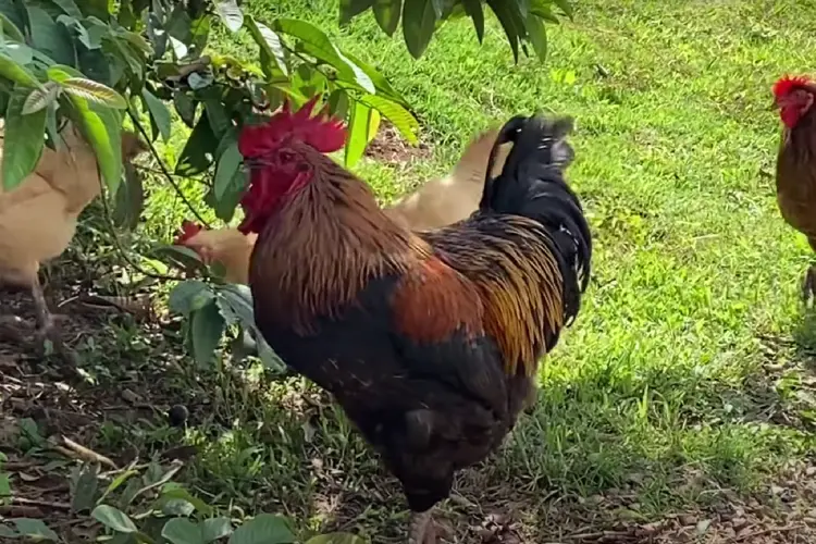 welsummer rooster in the farm