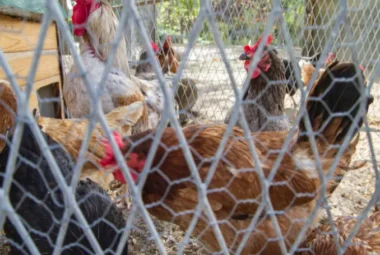 A Comprehensive Guide to Advance Chicken Coop Security Strategies