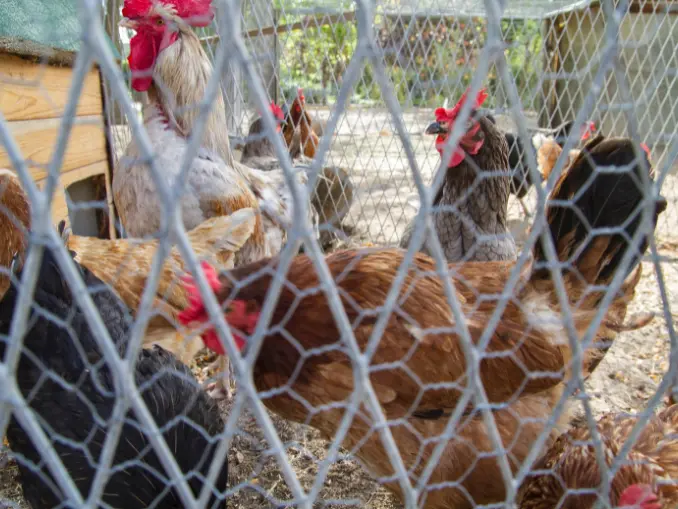 A Comprehensive Guide to Advance Chicken Coop Security Strategies
