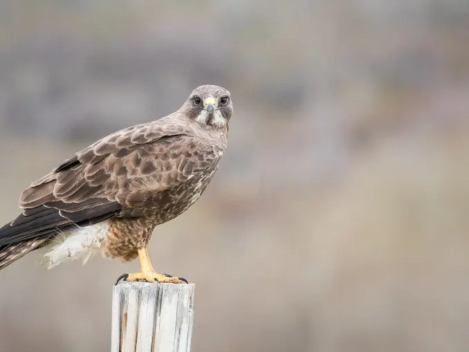 Hawk-Proofing Your Coop Effective Strategies for Bird Predatory Defense