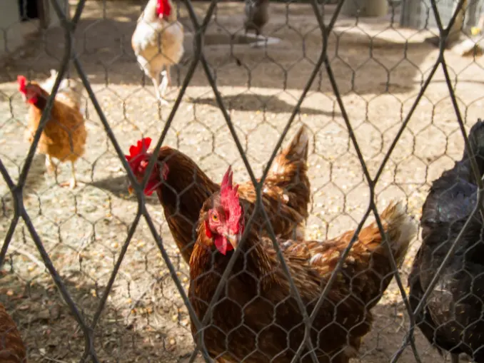 How To Maintain Chicken Coop for Long-Term Predator Protection