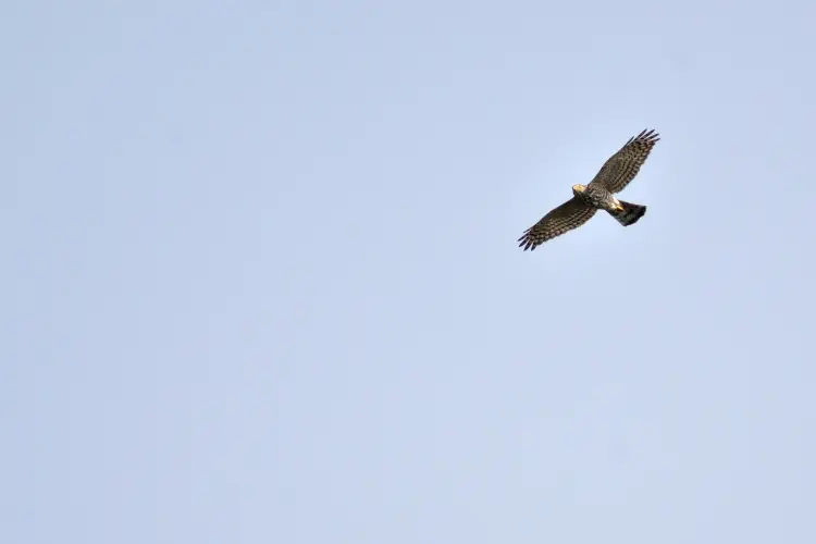 hawk flying in the sky
