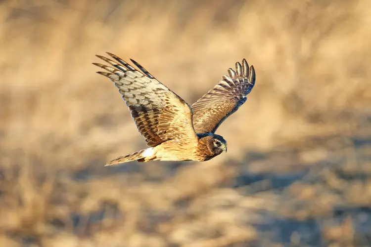 hunting hawk