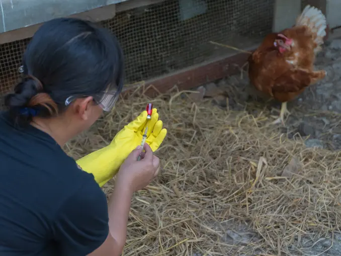 Best Vaccinations for Chickens To Prevent Common Diseases