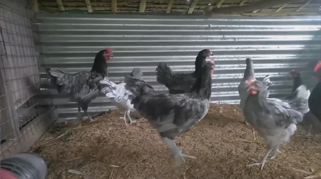 Blue Australorp chickens inside the coop