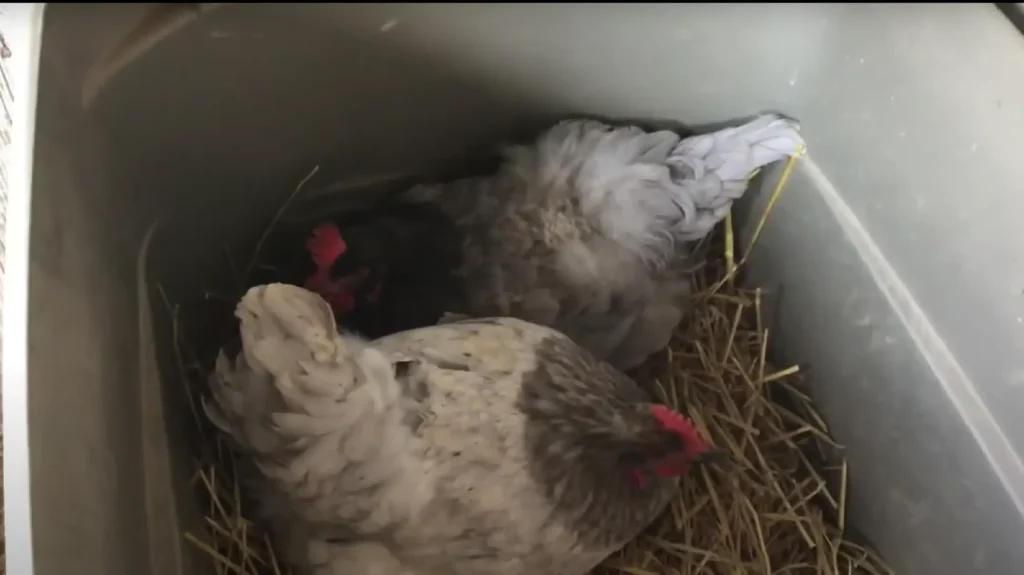 Blue Plymouth Rock hens in their nesting box