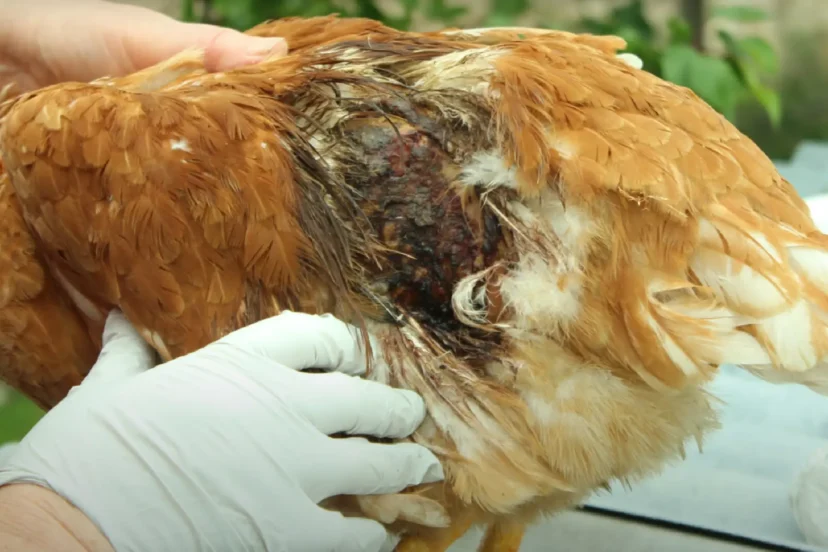 Chicken Wound Care Immediate Steps for Wound Management