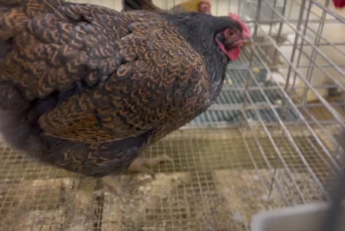 Discover the Charm of Barnevelder Chickens