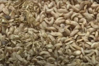 Insect-Based Feed Strategy for Feed Cost Reduction in Poultry Farming