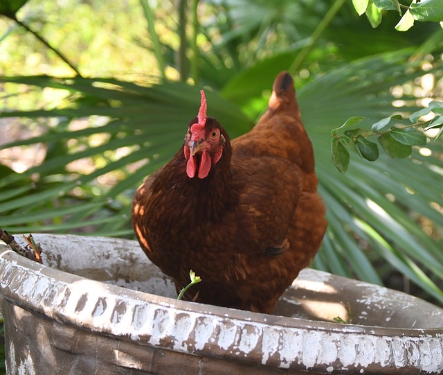 Raising Rhode Island Red Tips for Optimizing Your Flock's Health