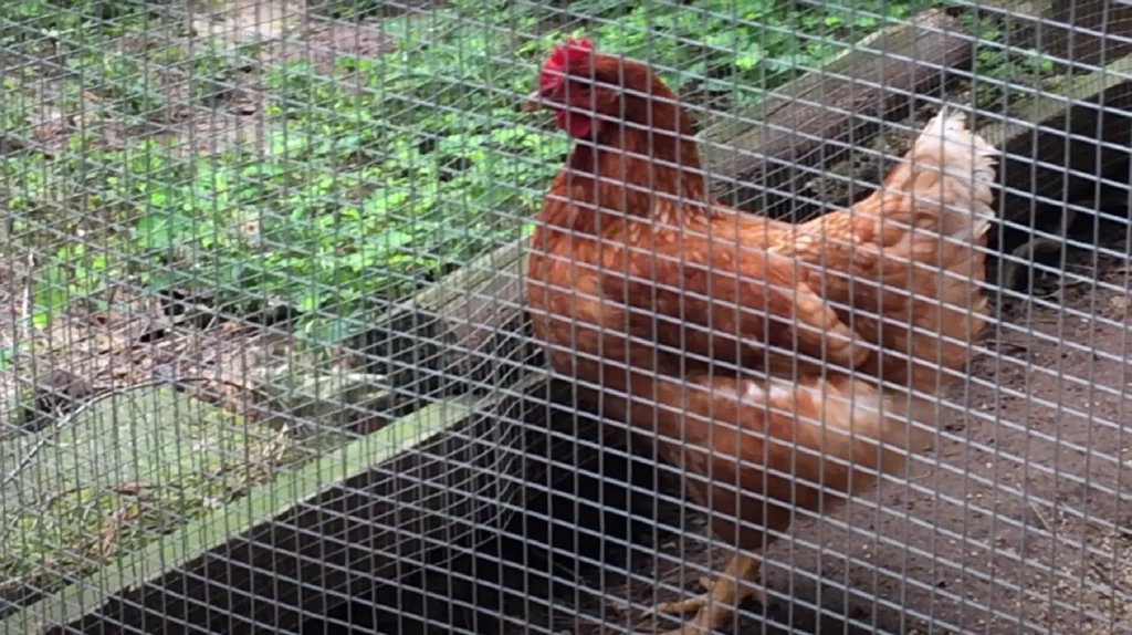 Red Star Hen in the chicken coop