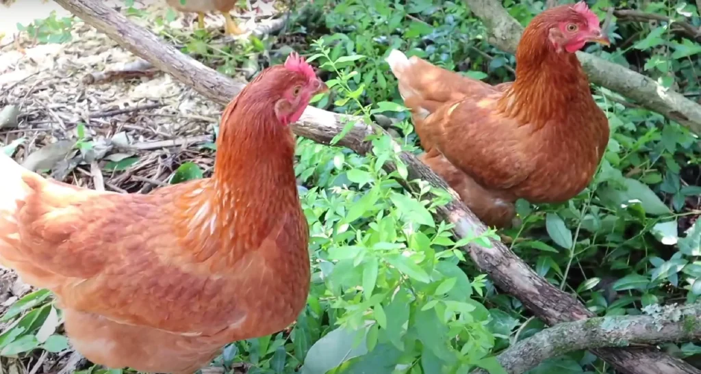 Red Star Hens in farm