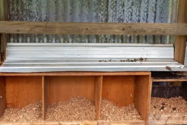 Step-By-Step Guide on Building a Predator-Proof Chicken Nesting Box