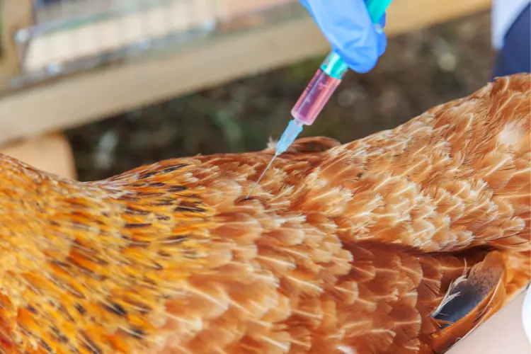 a chicken getting vaccinated